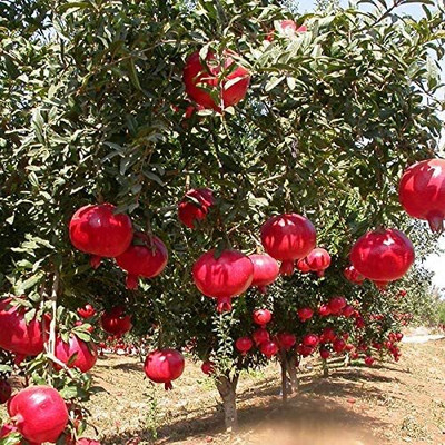 Aywal Dwarf Pomegranate Fruit Tree Seed(35 per packet)