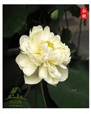 CYBEXIS HUA-99 - Thai Lotus Flower White / Pink - (270 Seeds) Seed(270 per packet)