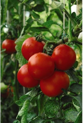 ActrovaX F1-Hybrid Vegetables Tomato Moneymaker Seed [5gm Seeds] Seed(5 g)