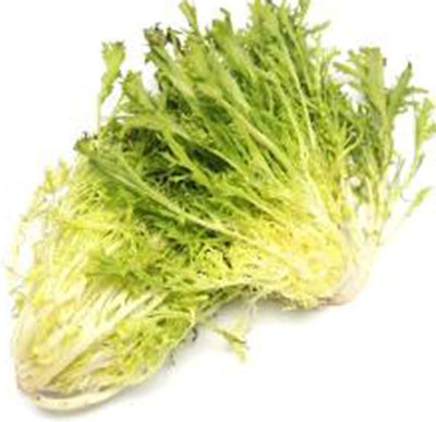CYBEXIS Green Sowthistle Seeds2000 Seeds Seed(2000 per packet)