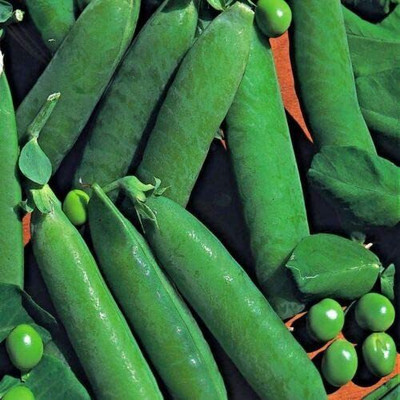 CYBEXIS High Yield Seeds of Vegetable Pea Onward800 Seeds Seed(800 per packet)