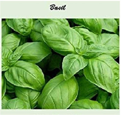 CYBEXIS Basil1000 Seeds Seed(1000 per packet)