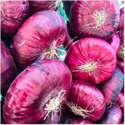 WILLVINE SYN -VI Red Cippolini Onion Seeds [25g] Seed(15000 per packet)
