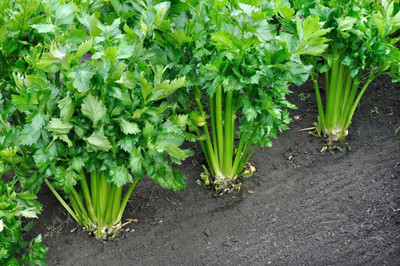 ENTENT Celery Stick Plant Seed(80 per packet)