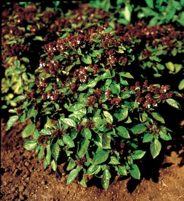 VibeX ® XXL-1 Basil Magical Michael Seeds Seed(1000 per packet)
