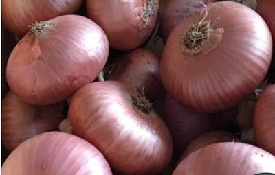Quentova Italian Onion-LTK-4Z Seed(200 per packet)