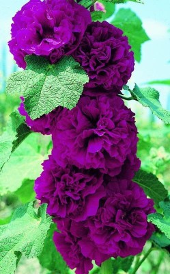 KANAYA Hollyhock F1 Dwarf Flower Seeds For Kitchen Gardening Seed(28 per packet)