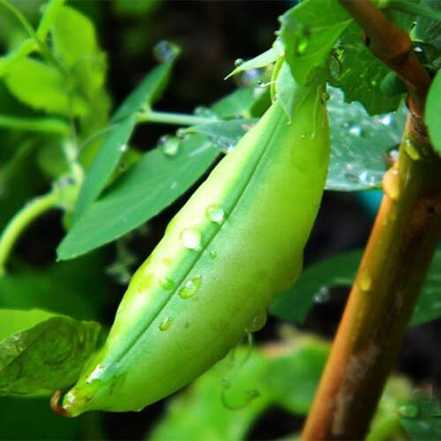 CRGO PEA , MATAR Seed(20 per packet)