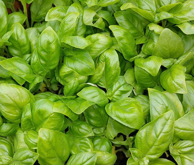 OFKEN Basil Italian Large Leaf Ocimum Basilicum Seed(150 per packet)