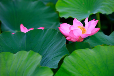 CosaCentrum lotus,kamal gatta Seed(11 per packet)