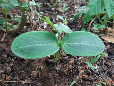 ActrovaX RIDGE GOURD VEGETABLE [20gm Seeds] Seed(20 g)