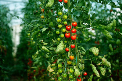 Somadev tomato Seed(100 per packet)