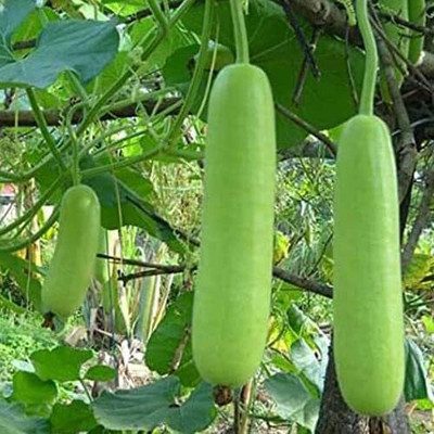 KNESSiN Bottle Gourd F1 Rama Seeds-[25gm] Seed(100 per packet)