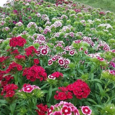 Lorvox Sweet William Mix F1 Hybrid Flower Seed(80 per packet)