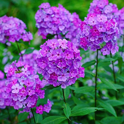 Aywal Phlox Flower Seed, Fragrant Dwarf Hybrid Beauty Mixed Seed(20 per packet)