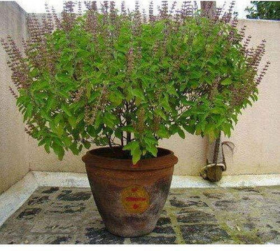 LPR TULSI, BASIL SEEDS Seed(100 per packet)