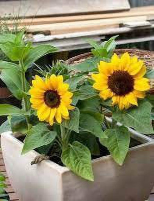 KANAYA Hybrid Sunflower Flower Seed(23 per packet)
