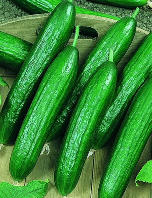 Qualtivate HYB-6A Cucumber Slicing Beit Alpha Seeds Seed(300 per packet)