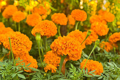 alphonso marigold,gende ka phool seeds Seed(20 per packet)
