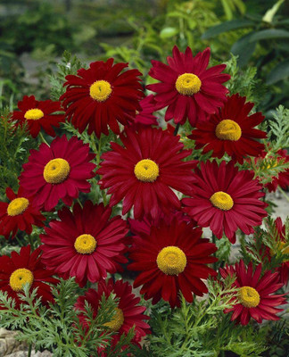 Lorvox Chrysanthamum Mix/Chamanti Seed(15 per packet)