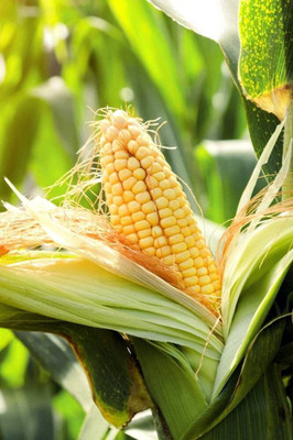 WILLVINE SYN -X Sugar-75 Sweet Corn Seeds-[100g] Seed(400 per packet)