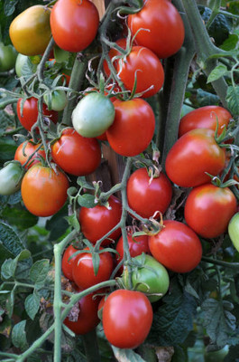 Harsh Impex tomato Seed(25 per packet)