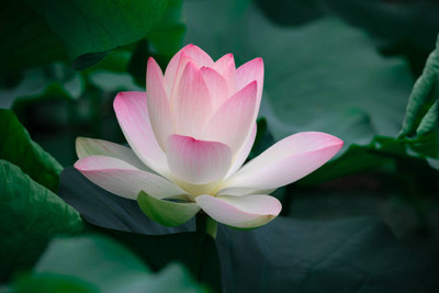 JDE lotus,kamal gatta Seed(15 per packet)