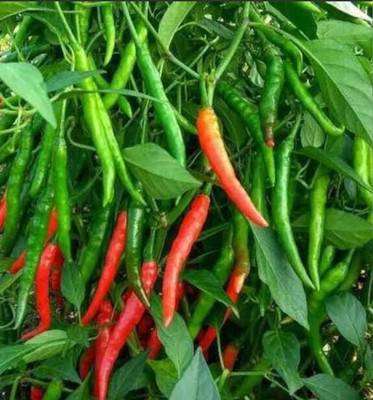 hyb 10g, chilli seeds highest yield verity long harvesting Seed(11 g)