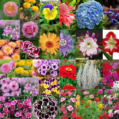 ibains Notormoni flowers all color seeds biij 202 Seed(202 per packet)