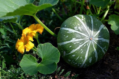 Farmonix Calabaza de Castilla, PUMPKIN Seed(2000 per packet)