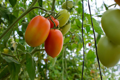seedex tomato Seed(85 per packet)