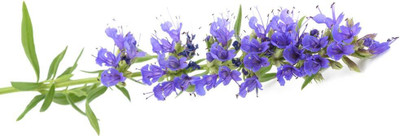 Qualtivate VXI-80 English Lavender Lavandula Seeds Seed(500 per packet)