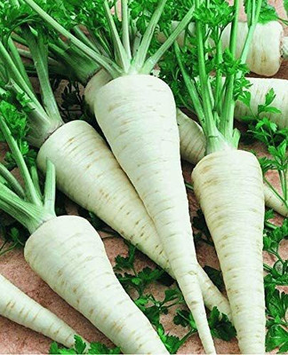 CYBEXIS XLR-40 - Parsley Hercules Green - (250 Seeds) Seed(250 per packet)