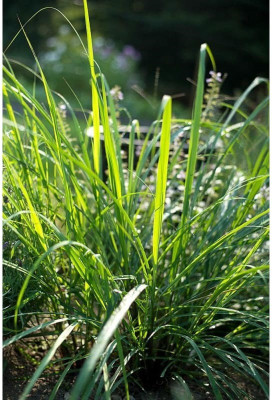 VibeX ® XLR-145 Lemongrass Seeds Cymbopogon Citratus Seed(500 per packet)