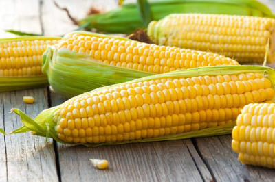 WILLVINE PUSA -II F1 Hybrid Pusa HM-9 Improved Corn -[100g] Seed(400 per packet)