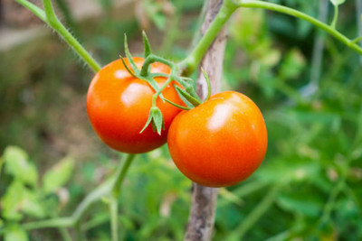 Harcog tomato Seed(55 per packet)