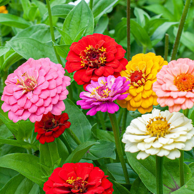 UGRA Zinnia 'Oklahoma Mix' Seed(30 per packet)