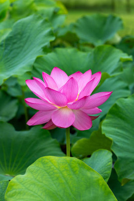 seedex lotus,kamal gatta Seed(15 per packet)