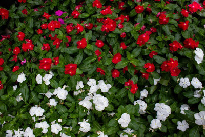 Audhav VInca F1 Hybrid Multicolor Flower Seeds Pack of 50 Seed(50 per packet)