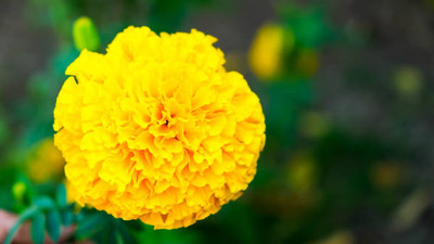 ravel moringa seed marigold/gende ka phool flower seeds Seed(75 per packet)