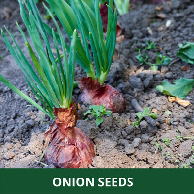 KNESSiN F1 Hybrid Nasik Red Onion Seeds For Gardening-(1200 Seeds) Seed(1200 per packet)