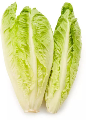 Quentova Lettuce green longleaf-LIV-8A Seed(300 per packet)