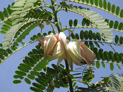 CHILLATAI Agasthi / Bokful / Agathi Keerai Seed(50 per packet)