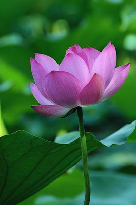 jenric Lotus Seed(10 per packet)