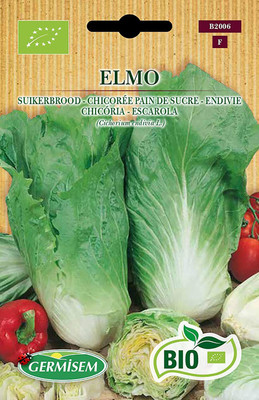 CYBEXIS Organic Elmo Chicory Seeds Chinese Cabbage2000 Seeds Seed(2000 per packet)