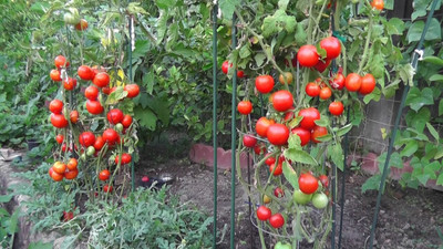 the green dotcom VNR Fresh Tamato Vegetable Hybrid Seed(50 per packet)