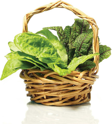 CYBEXIS RUMEX ACETOSA Spinach4000 Seeds Seed(4000 per packet)