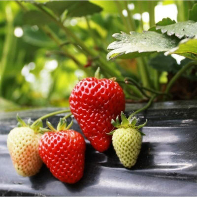 Aywal Strawberry Seed(95 per packet)