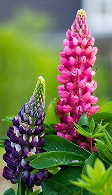 MAA Lupin Seed(22 per packet)