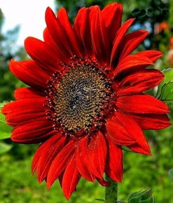 Dasstore RED sunflower seed pack of 16 Seed(16 per packet)